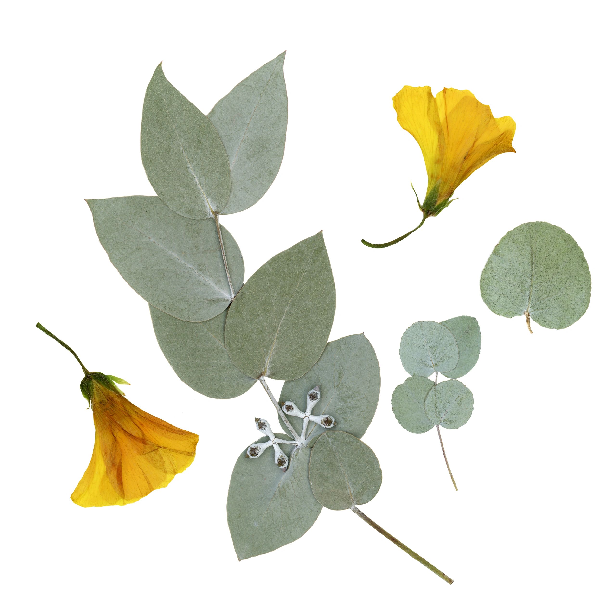 Pressed leaves and flowers for scrapbooking or keepsake displays